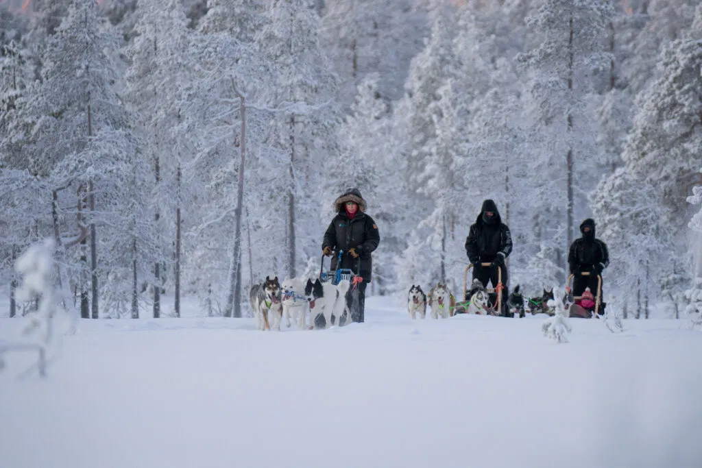 Musher und zwei Gäste mit drei Hundeschlitten auf Tour durch den Wald.