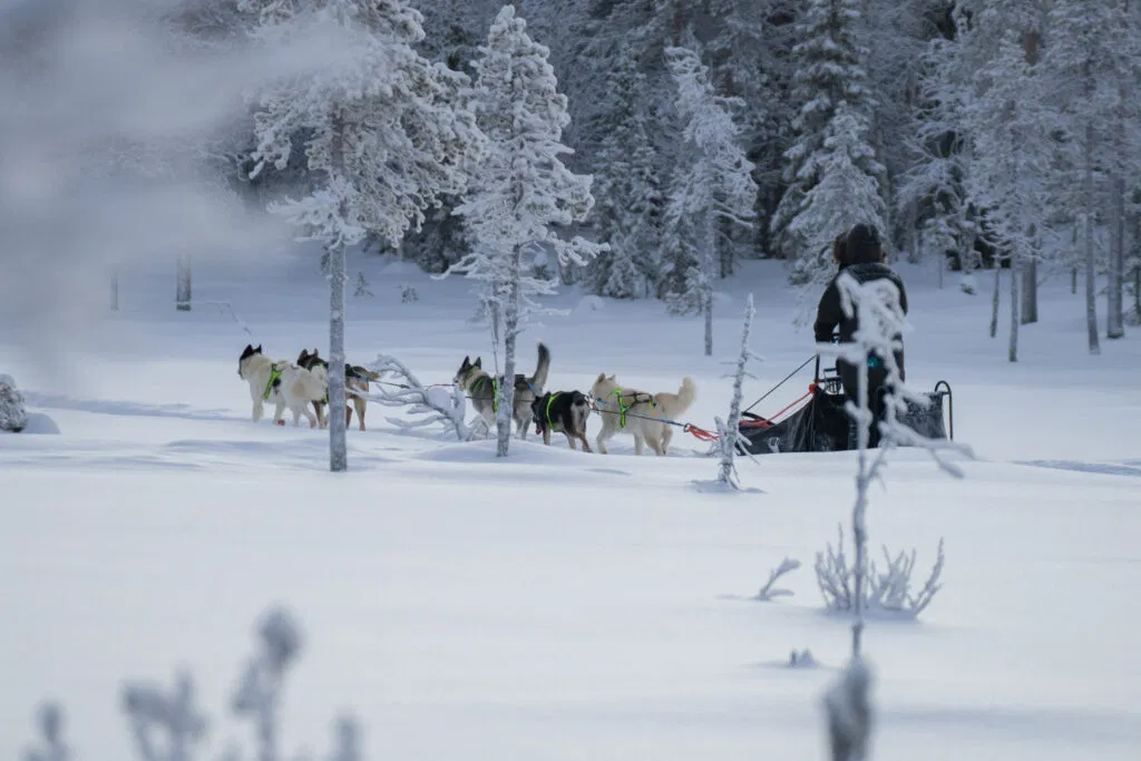 Ein Husky Hundeschlitten in verschneiter Wildnis von schwedisch Lappland.