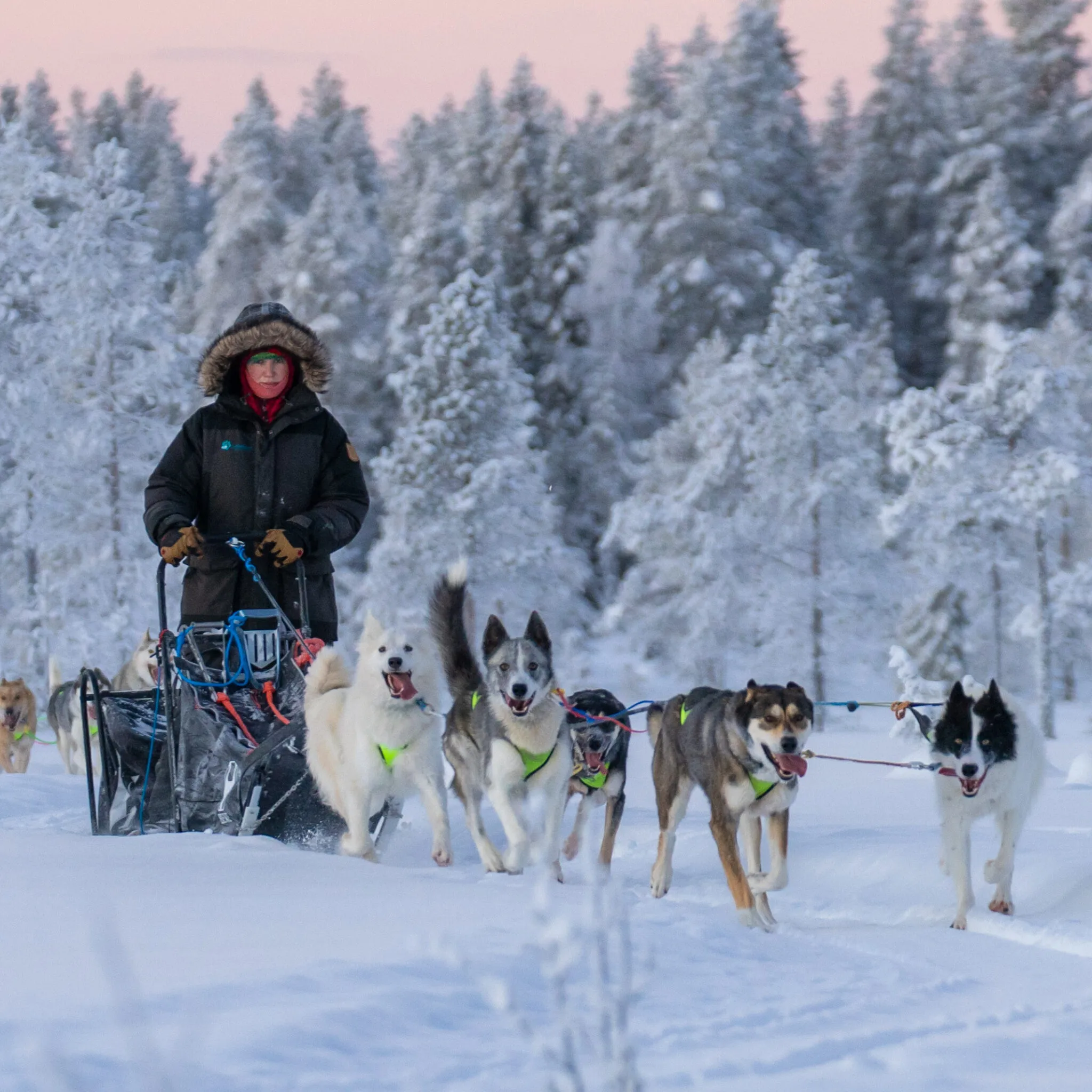 Masher mit seinen Huskies auf Hundeschlitten im Winterwonderland Wald.